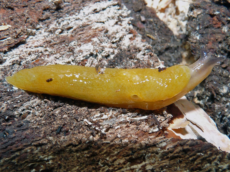 Malacolimax tenellus dal Ticino/Svizzera